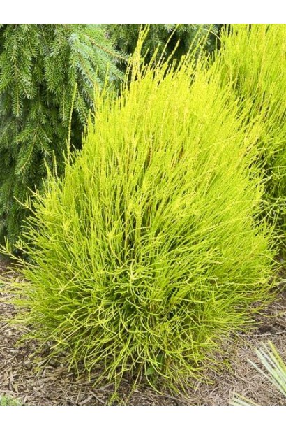 Туя восточная Фрэнки Бой – декоративный акцент сада